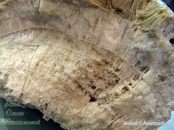 Окварцованная губка Chaetetes.