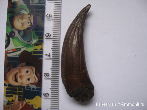 позвоночные, млекопитающие, киты, Украина