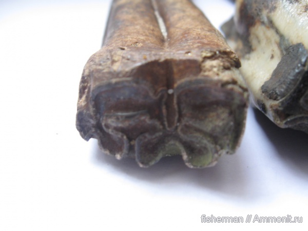 млекопитающие, лошади