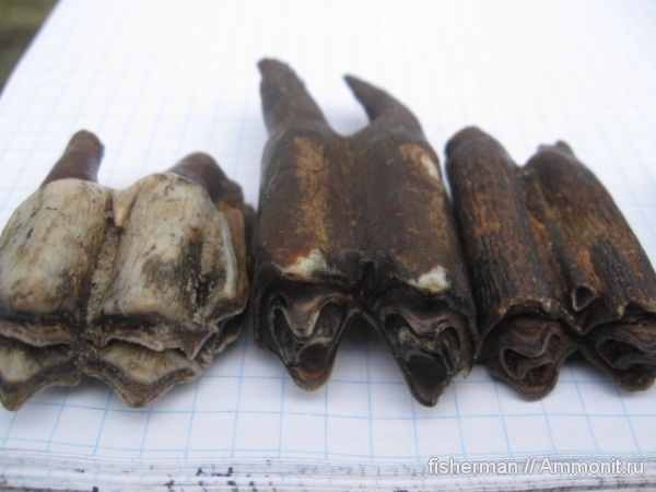 млекопитающие