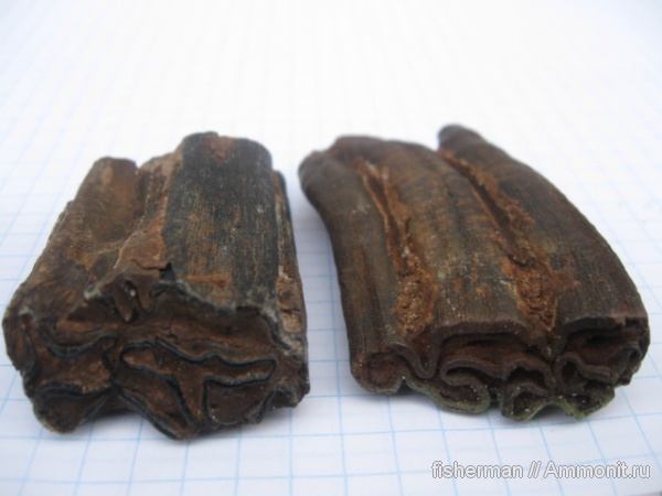 млекопитающие, лошади