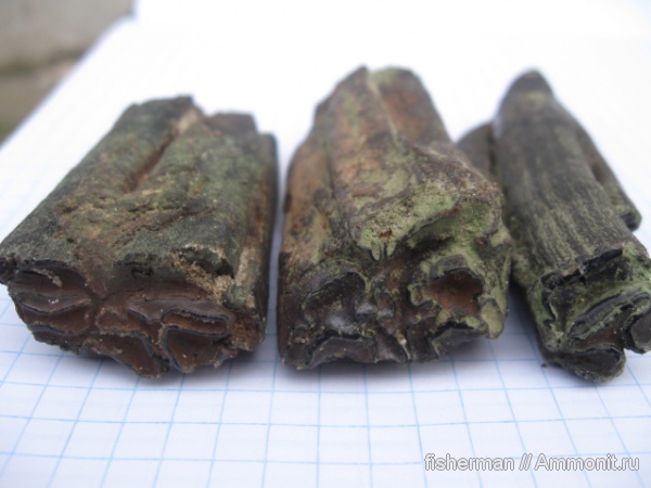 млекопитающие, лошади