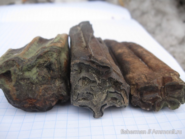 млекопитающие, лошади