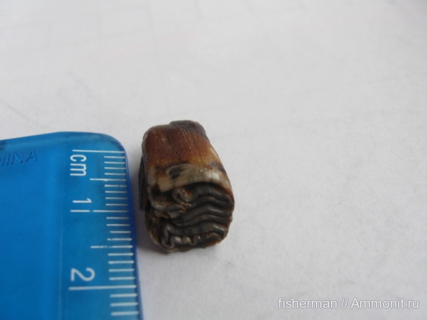 млекопитающие