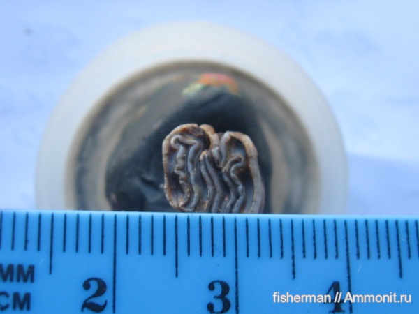 млекопитающие