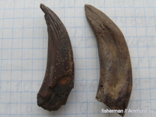 позвоночные, млекопитающие, киты, Украина