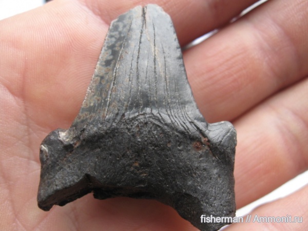 палеоген, рыбы, позвоночные, акулы, Украина, fish, sharks