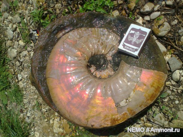 мезозой, апт, Parahoplites, р. Курджипс, Aptian