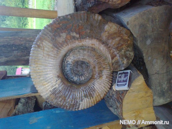 Россия, мезозой, Ammonitoceras, апт, р. Курджипс, Aptian