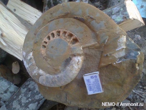гетероморфные аммониты, heteromorph ammonites