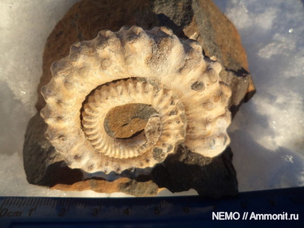 гетероморфные аммониты, Ammonitoceras, heteromorph ammonites