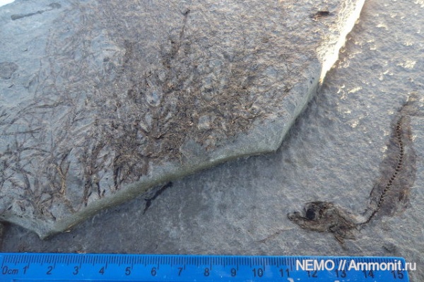 Кайнозойская эра