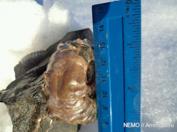 прижизненные повреждения, Douvilleiceras