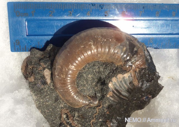 гетероморфные аммониты, heteromorph ammonites