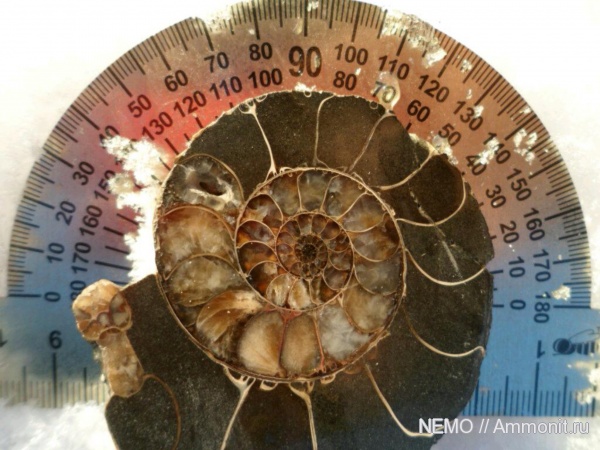 Zuercherella, р. Курджипс