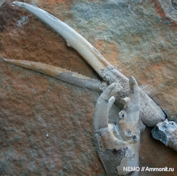 членистоногие, раки, Hoploparia