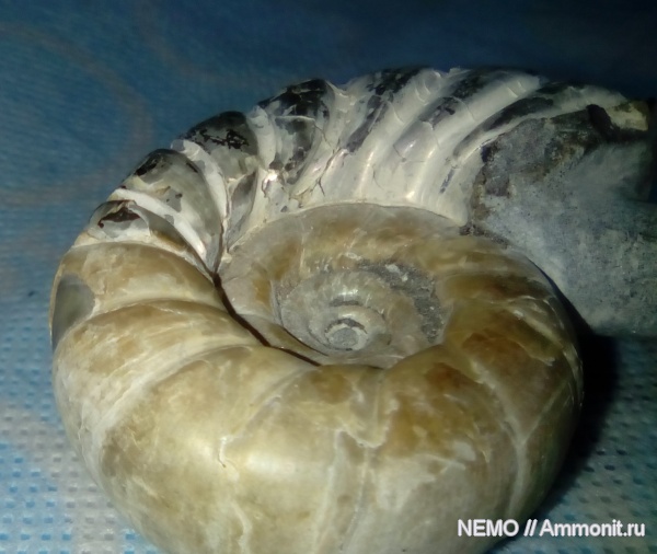 Eogaudryceras duvalianus