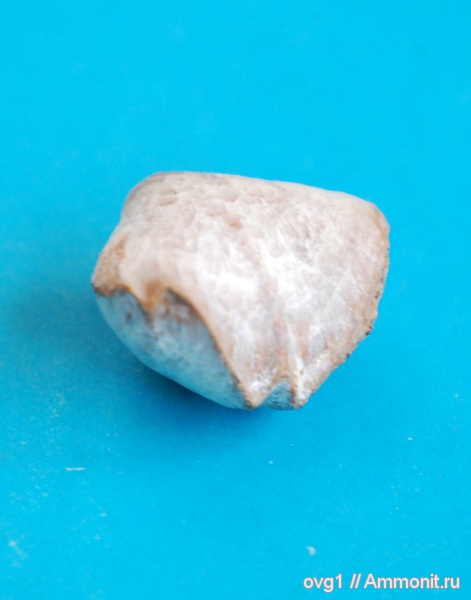 брахиоподы, Крым, баррем, нижний баррем, Верхоречье, Cretirhynchia plicata