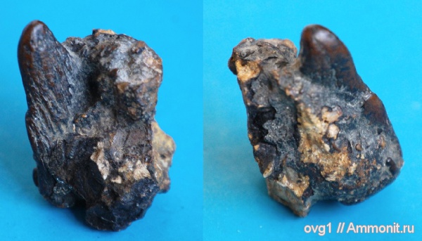 рыбы, зубы, позвоночные, Мадагаскар, fish, teeth