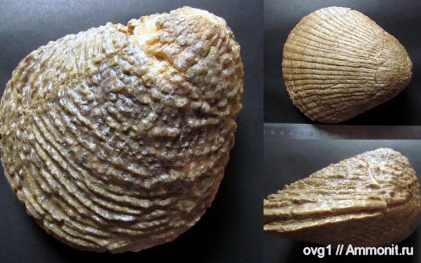 мел, двустворки, Крым, Научный, Spondylidae