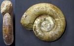 Lytoceras 200мм