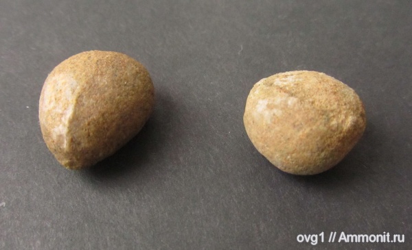 морские ежи, Крым, готерив, нижний готерив, Tetraromania jaccardi, Tetraromania