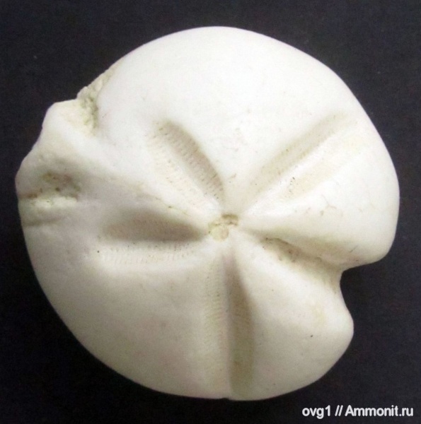 Находки из Инкермана