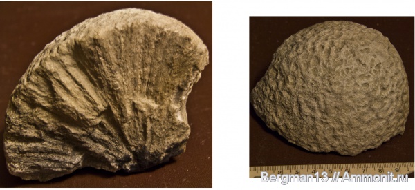 кораллы, известняк, Крым, Scleractinia, Долгоруковская яйла