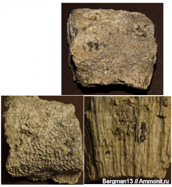 мел, известняк, Крым, колониальные кораллы, Scleractinia, Симферопольский район, Зуйские леса, Cretaceous