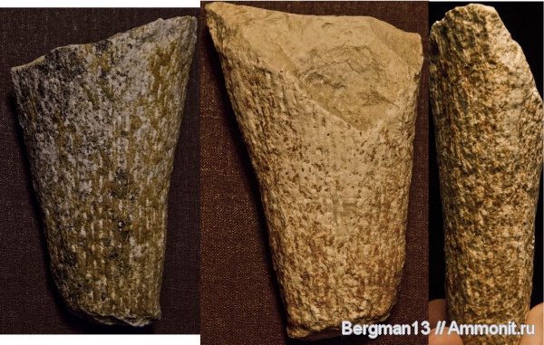 маастрихт, Крым, Белогорск, Белая Скала, Maastrichtian