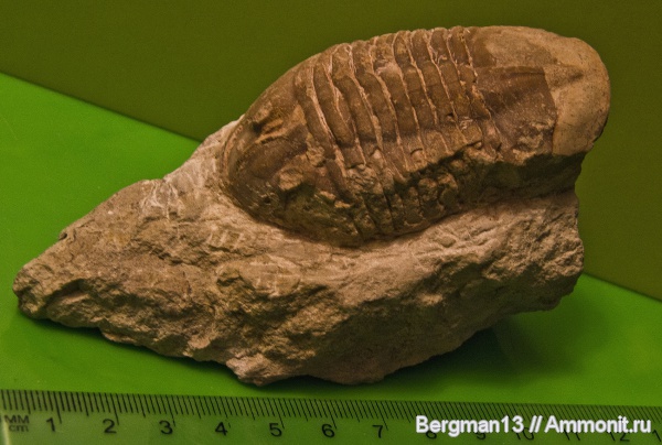 Приобретения и подарки.