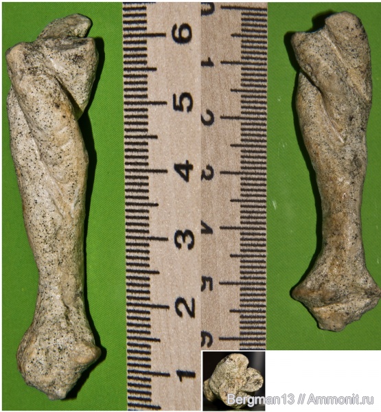 мел, губки, маастрихт, Крым, Spirospongia, Белогорский район, Spirospongia krymica, Maastrichtian, Cretaceous