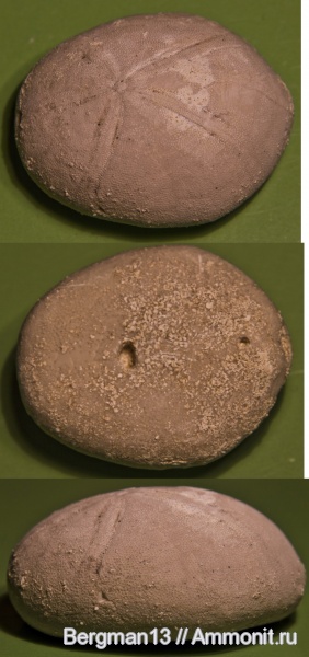 морские ежи, иглокожие, палеоген, кайнозой, Крым, Echinolampas, Echinolampadidae