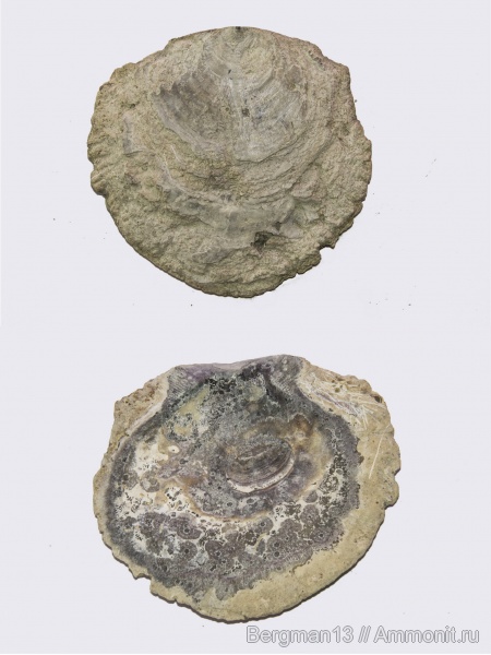 двустворчатые моллюски, гребешки, Крым