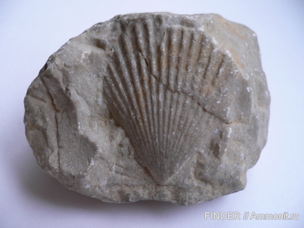 моллюски, двустворки, беспозвоночные