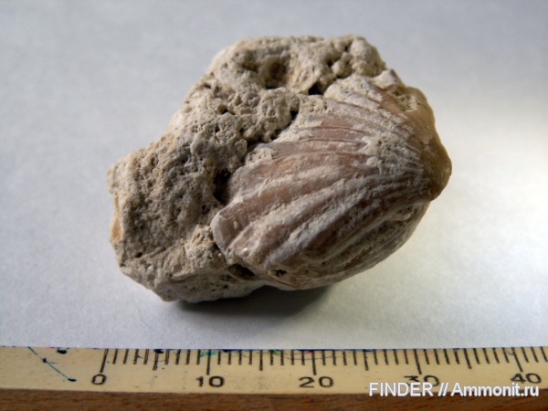 брахиоподы