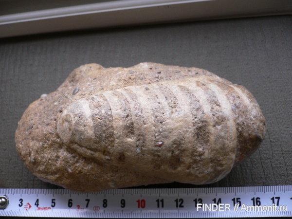 гастроподы, юра, Ampullospira, Jurassic