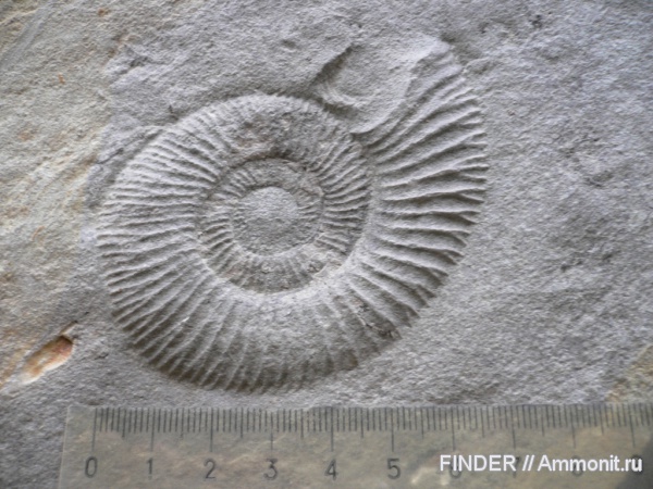 аммониты, Ammonites