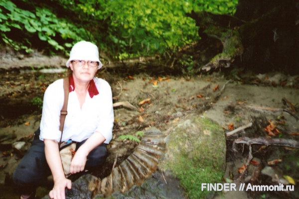 аммониты, Ammonites