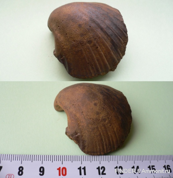 двустворчатые моллюски