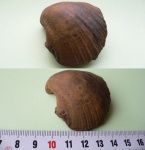 двустворка