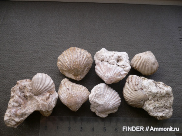 брахиоподы