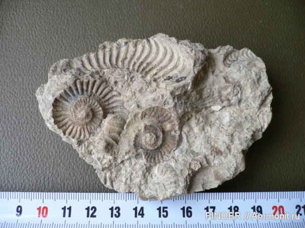 аммониты, Ammonites