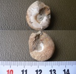 аммонит Phyllopachyceras