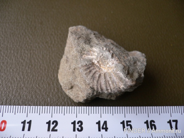 аммониты, Ammonites