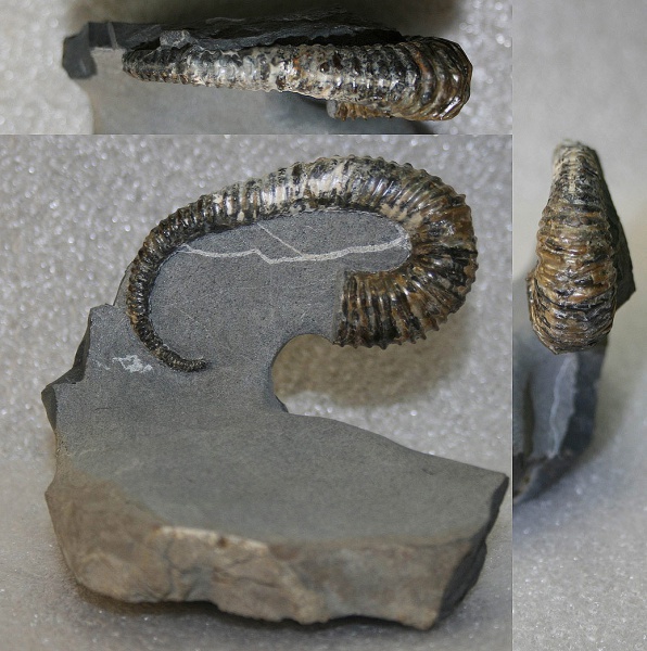 Toxoceratoides, Ancyloceratidae