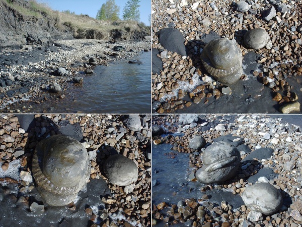 Deshayesites, нижний апт, зона Ancyloceras matheronianum