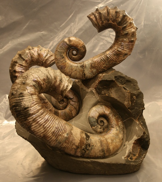 гетероморфные аммониты, Audouliceras, heteromorph ammonites