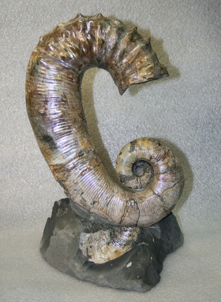 гетероморфные аммониты, Audouliceras, Audouliceras renauxianum, heteromorph ammonites