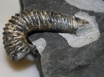 Фрагмент раковины Toxoceratoildes из конкреции с уровня A12. Фрагмент раковины Toxoceratoildes из конкреции с уровня A12.